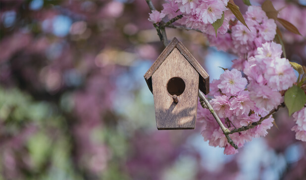 Birdhouse hanging on a blooming sakura tree in spring